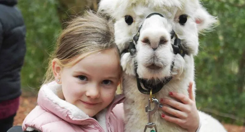 Kids Alpaca Experience | Alpaca Treks for Children | Alpacas