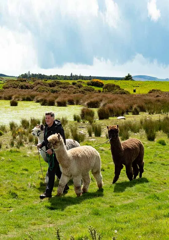 Alpaca and Prosecco Trek Alpaca Trekking Wicklow